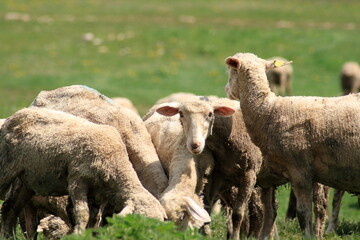 Obraz premium Sheep.