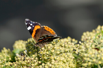 Red admiral butterfly (Vanessa Atalanta) perched on hedge (hedera helix) in Zurich, Switzerland