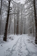 winter forest in the snow