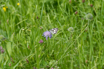 Marbled White (Melanargia galathea) butterfly sitting on a small scabious in Zurich, Switzerland