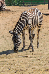 A zebra eating some grass © Avgerinos