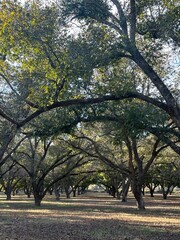 Obraz premium Serene Pecan Orchard with Mature Trees on a Fall day