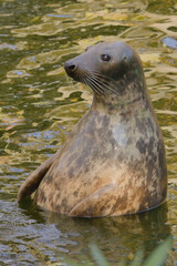 Gray seal in the water © Klimczak-Krajewska