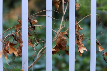 Green plants and flowers grow along the high fence
