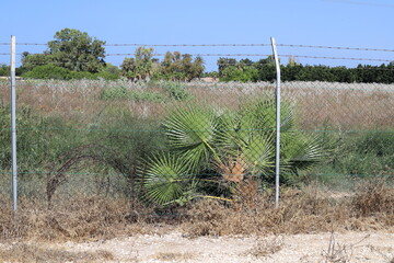 Green plants and flowers grow along the high fence