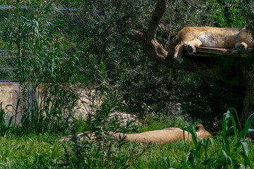 A lion in the forest