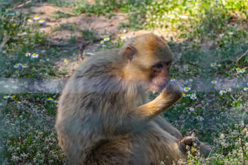 portrait of an ape in a cage