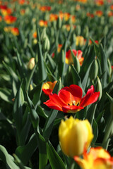 red and yellow tulips close up