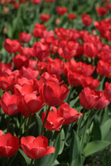 red tulips in the garden