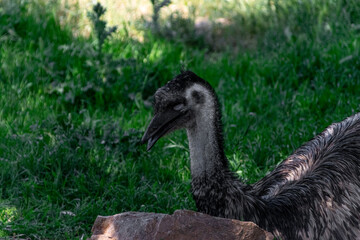 An ostrich in the zoo