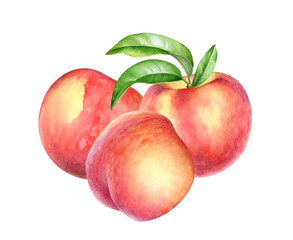 Watercolor peaches with green leaves. Realistic botanical illustration