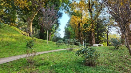 Path in a botanical garden, trees with bright yellow and green leaves grow along the edges