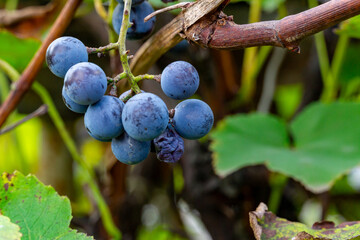 Light breaks through the leaves, illuminating the bunches of grapes