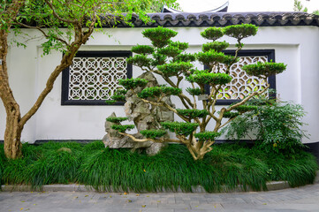 a tree with flower shape