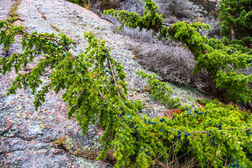 Blaue Jungfrau im Kalmarsund, Schweden © UllrichG