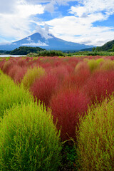 fuji mountain with red flower