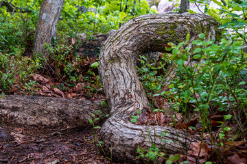 Blaue Jungfrau im Kalmarsund, Schweden © UllrichG