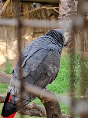 A parrot on a branch