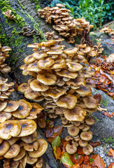 Large numbers of bracket funghi growing on tree trunk in Cornwall, UK