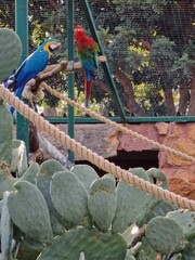 A blue and yellow parrot on a branch