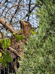 An bald eagle in the cage