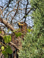 An bald eagle in the cage