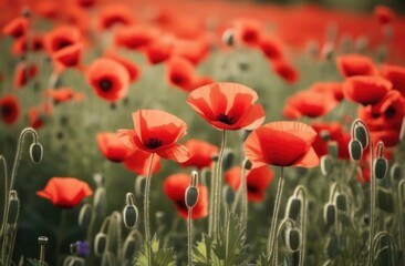 Fototapeta premium Painting of field of red poppies are in full bloom. Painting evokes sense of peace, tranquility, freshness. For greeting card, interior decor, print, textile design, social media content, event decor.
