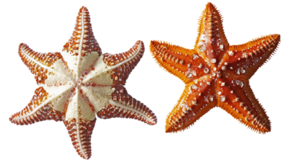 Bright Sea Starfishes on a Clear Background Generative AI