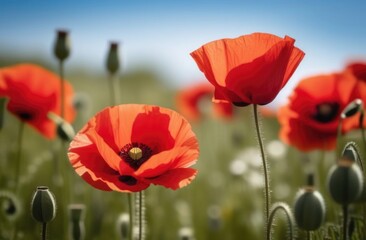 Obraz premium Painting of field of red poppies are in full bloom. Painting evokes sense of peace, tranquility, freshness. For greeting card, interior decor, print, textile design, social media content, event decor.