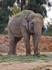 Fototapeta premium An elephant in the zoo