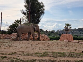 An elephant in the zoo