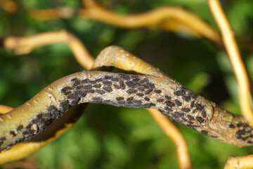 Closeup aphids Pterocomma rufipes of the family Aphids (Aphididae). On Corkscrew willow (Salix matsudana 'tortuosa'). Autumn, October, Netherlands