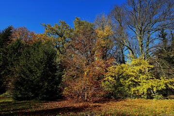 Fototapeta premium Jesień w Dolinie Dolnej Wisły. Okolice Bydgoszczy, Poland