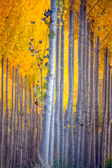 Vertical photo of a poplar tree in autumn with its vertical trunks and perspective and yellow leaves