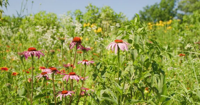 Coneflowers in a field of wildflowers on a farm in central Tennessee. With ambient sounds of birds and insects