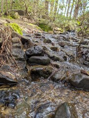 stream in the forest