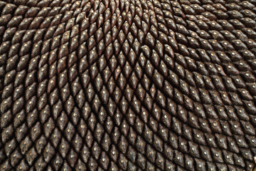 Ripe seeds in the core of sunflower. Closeup. Macro.