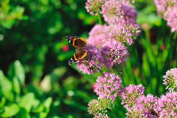 beautiful butterfly on a blossom outdoor sunshine