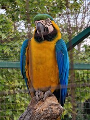 blue and yellow macaw on a branch