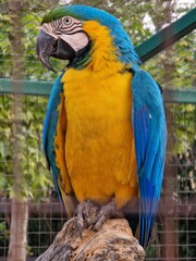 blue and yellow macaw on a branch