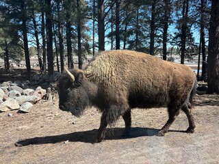 Bison