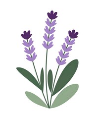 Fototapeta premium lavender illustration 