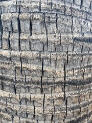 Palm Tree Textures 1