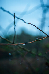 Leaves with dew in the forest, dawn landscape with leaves, autumn weather in the photo, orange and green leaves after rain, drops of water on leaves and branches of trees