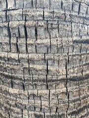 Palm Tree Textures 1