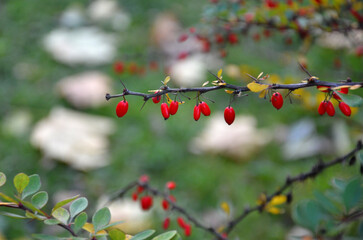 Closeup autumn thorny barberry branch with ripe red berries.