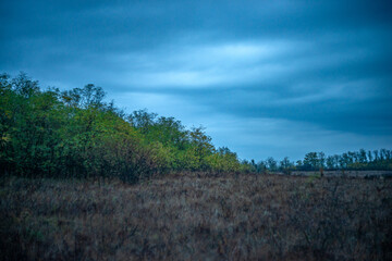 Landscape pho in the woodlands , morning in the forest ,autumn morning , blue hour .Horror landscape .Woods with rain , stormy clouds in the sky 