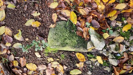 Forest and wood marker stone