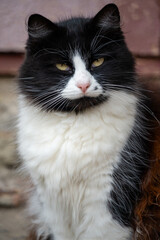 fluffy black and white cat with lush fur watching the world