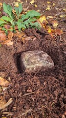 Forest and wood marker stone